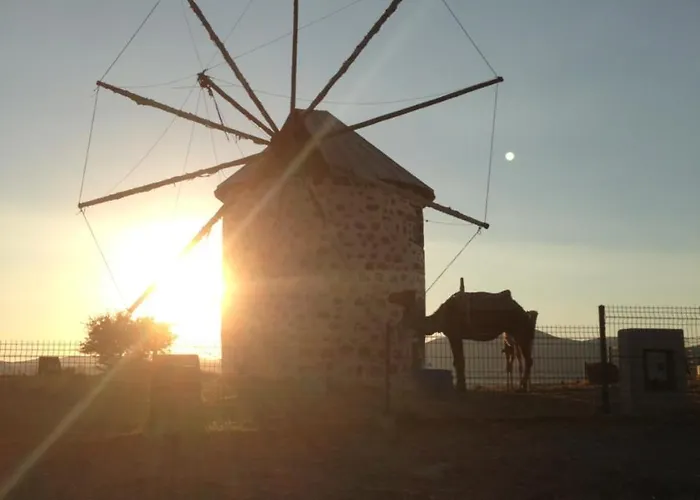 La Rosa בודרום